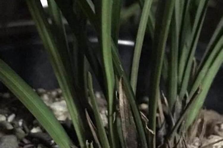 建兰的施肥方法