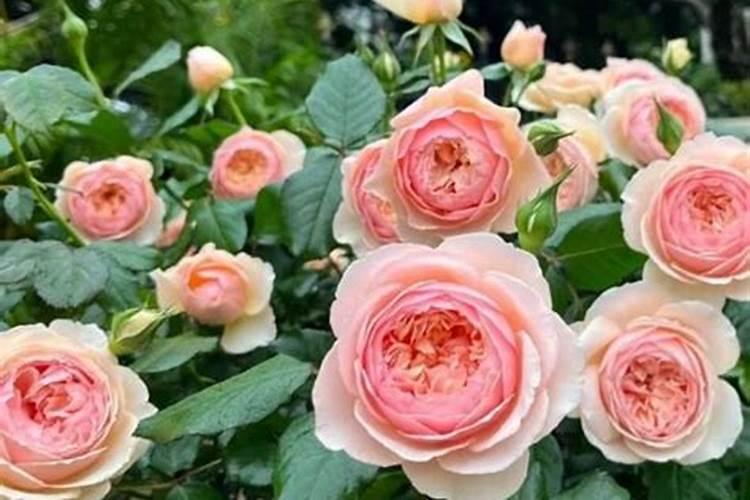 月季施什么肥开花