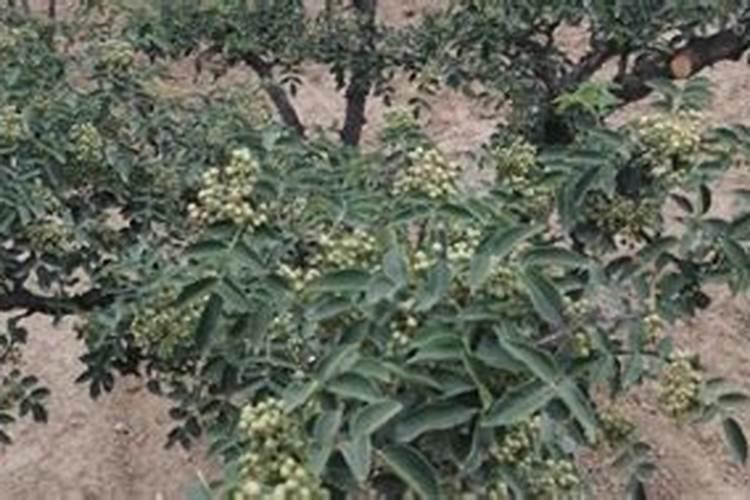 花椒树几月份施肥最佳