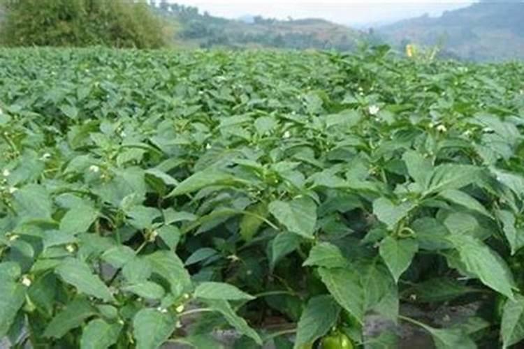 甜椒施甜椒水溶肥及管理有妙方