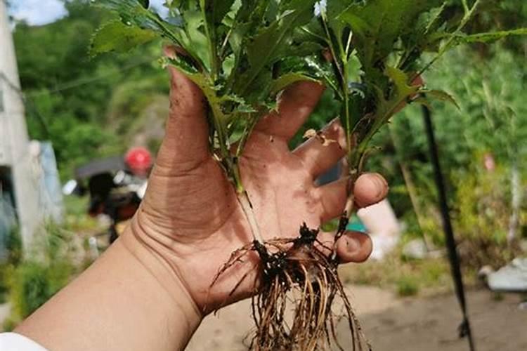 大豆适合所有花当肥料吗 大豆花期喷什么叶面肥好