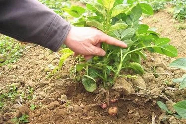 马铃薯叶子什么原因？怎么防治？