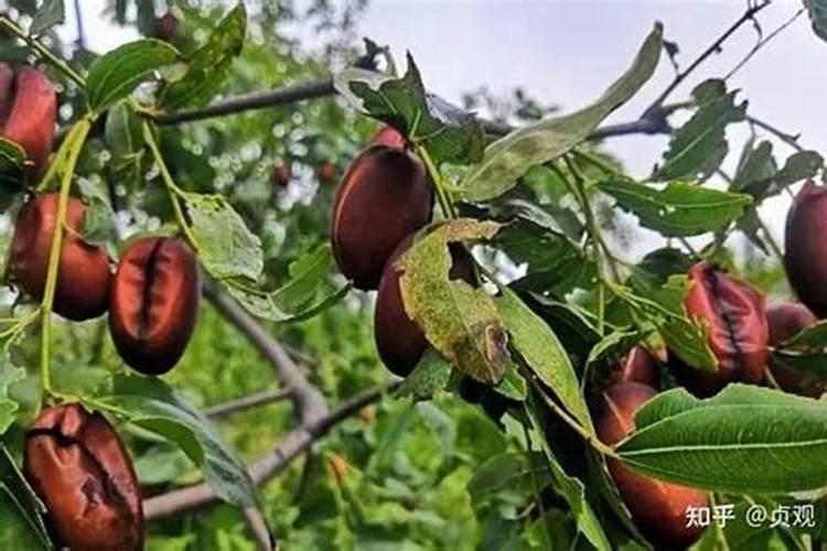 红枣沤烂了能当肥料吗