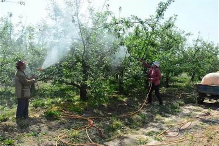 磷肥对黄瓜的作用 有哪些好处