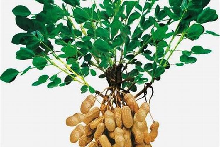 花生底肥用什么肥料好