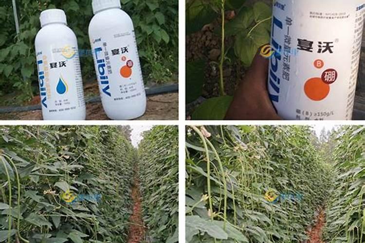 秋季长豆角刚开始摘浇水用什么肥好