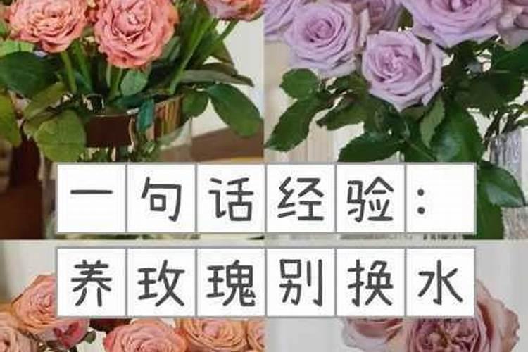 云南花卉施肥方案