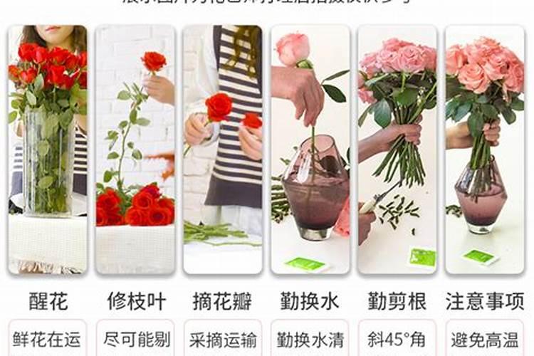 栽两个月大的大棚玫瑰高度够了就是粗度不够可以压枝了吗？