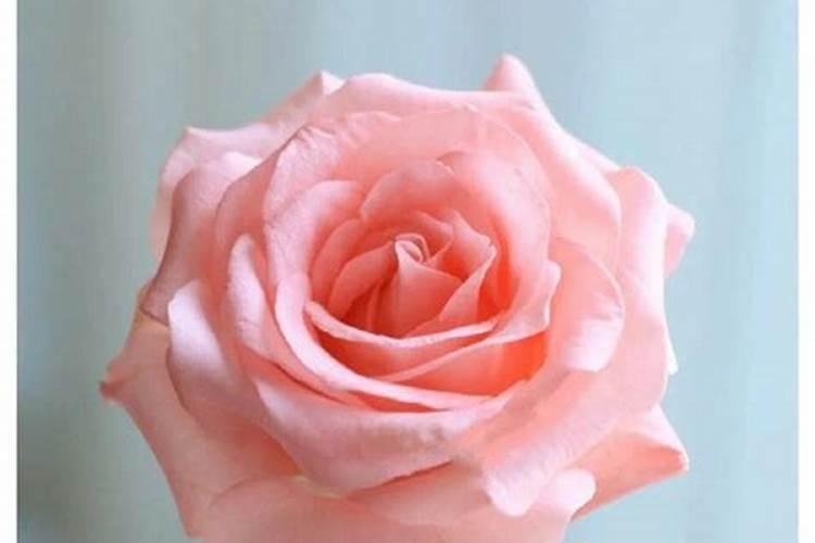 朱丽叶玫瑰真的好养吗？