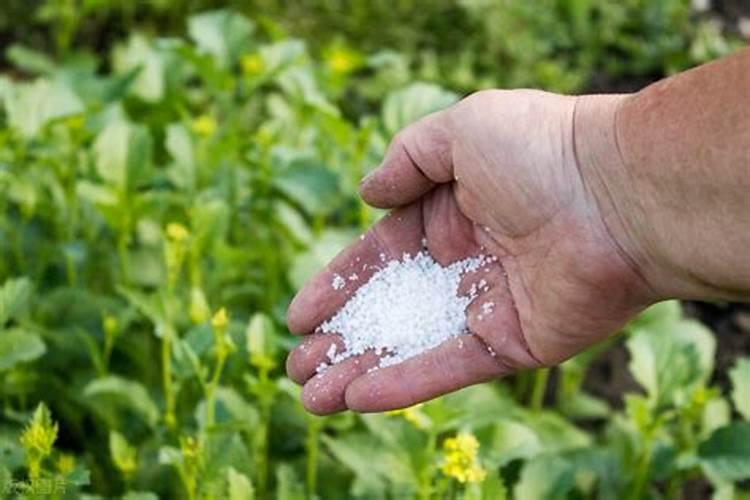 臭化肥的主要成分是什么？