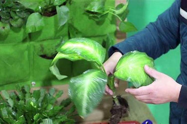 花叶万年青用什么肥