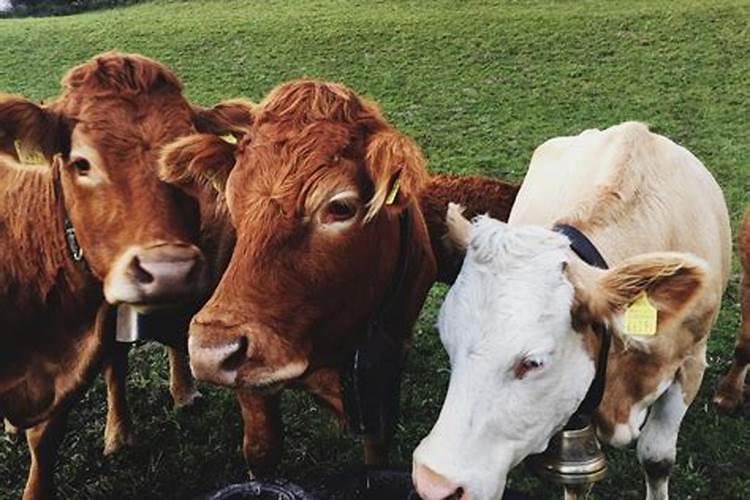 秦皇岛生产的腐植酸尿素是国标吗？