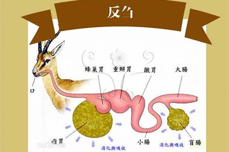 压榨菜籽油后产生的皮叉可用于什么地方