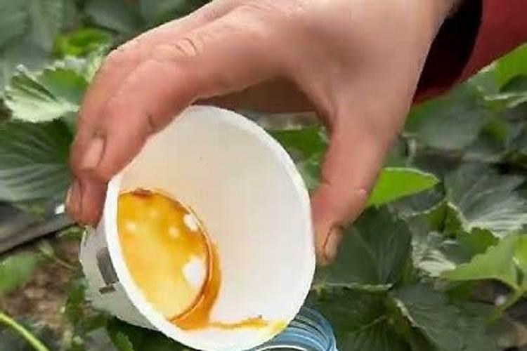 鱼蛋白肥料的使用技巧