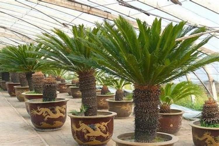 对花生如何施用微量元素肥料？