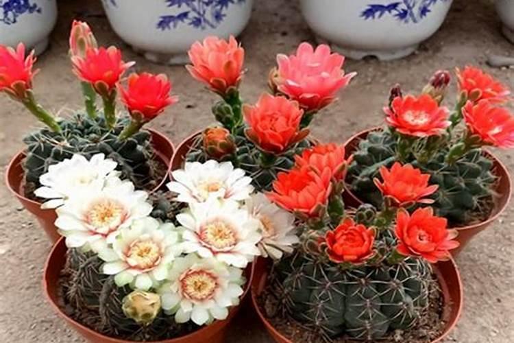 绯花玉施什么肥