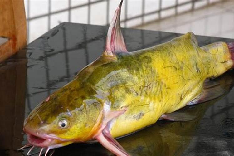 月季激素苗怎么分盆