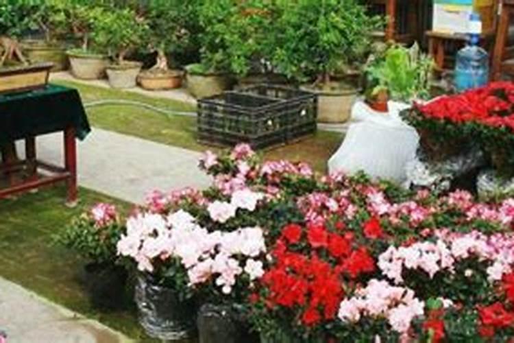 月季激素苗怎么分盆