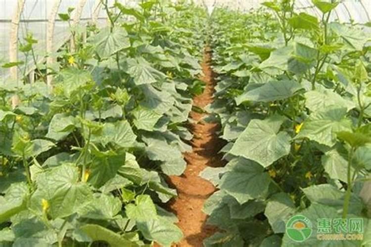 黄瓜的肥水怎样管理