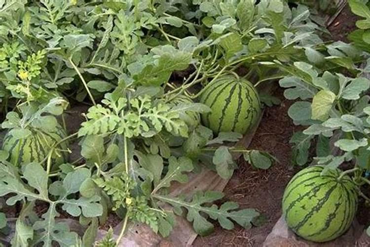 种植西瓜用什么肥料最佳