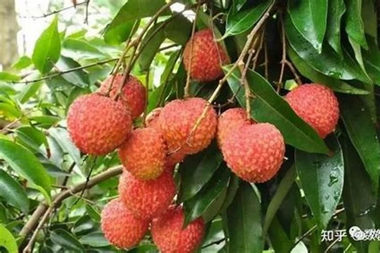 用什么叶面肥可以让荔枝熟得颜色好