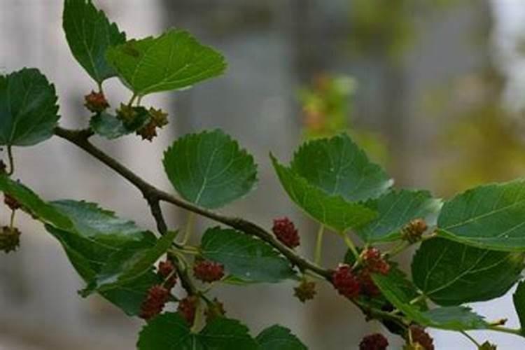 桔子树叶发白是什么原因