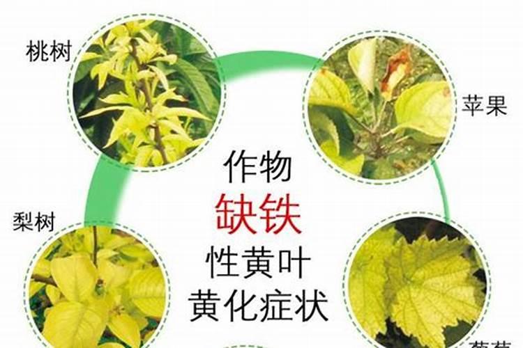 高磷水溶肥有哪些