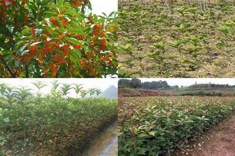 脸晒伤了每天敷海藻面膜能修复吗