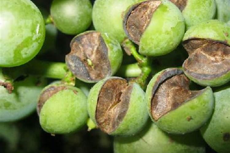 钙肥的特点？正确的补钙方法？果树补钙用什么叶面肥？