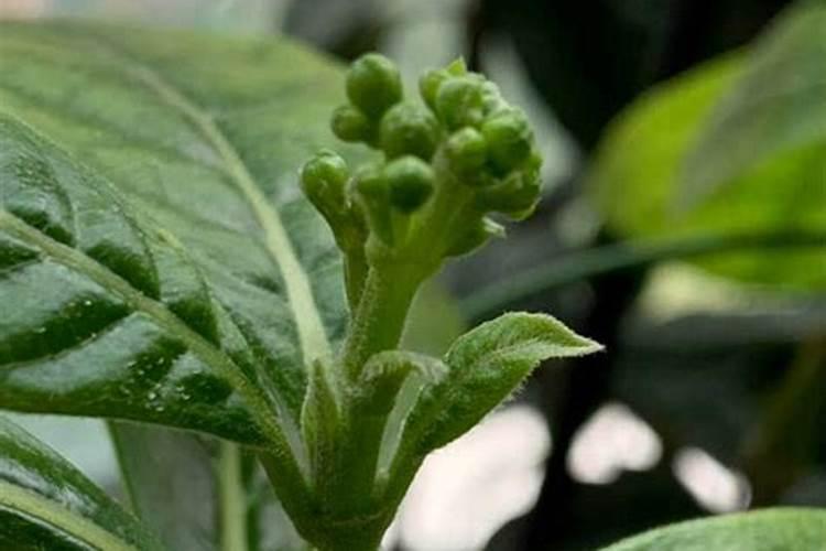 无核黄皮育苗最简单三个步骤