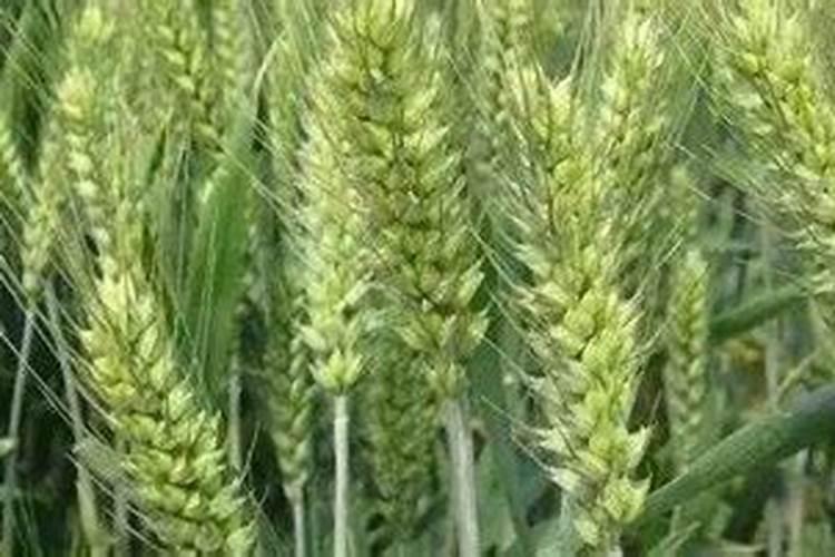 小麦分蘖期喷什么叶面肥 小麦分蘖期能打多效唑吗