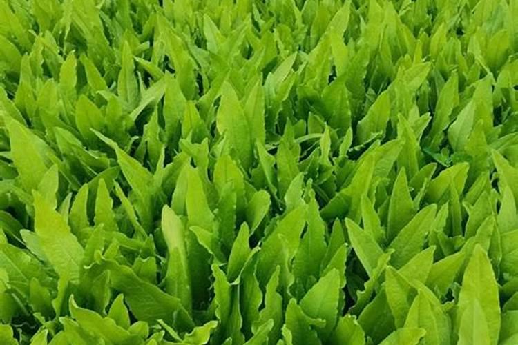 芸苔素和赤霉素有什么区别