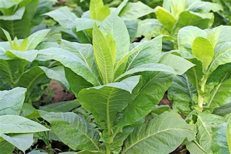 农村的高钾肥是什么肥料