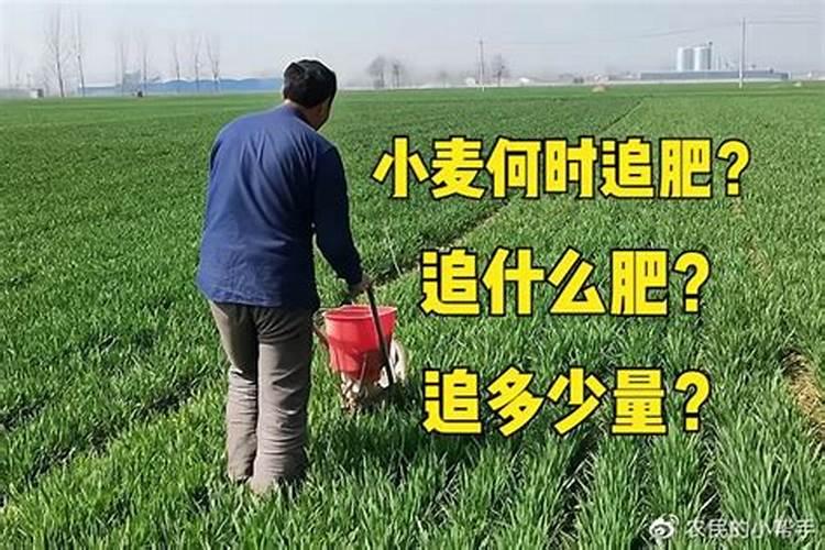 小麦追肥的最佳时期在什么时候