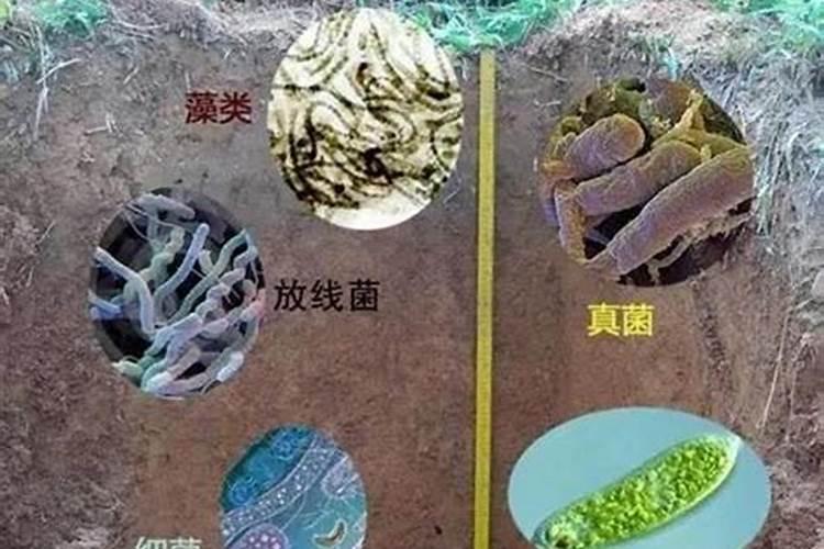 怎样快速腐熟秸秆做有机肥!!