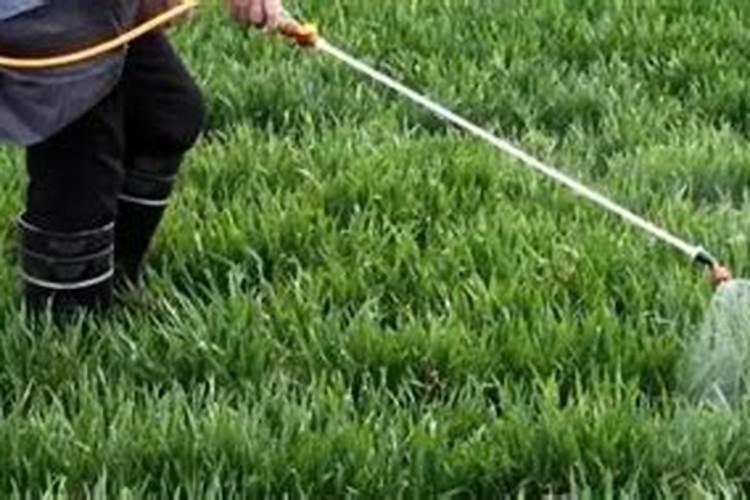 玉米金大棒叶面肥能与什么农药同时用