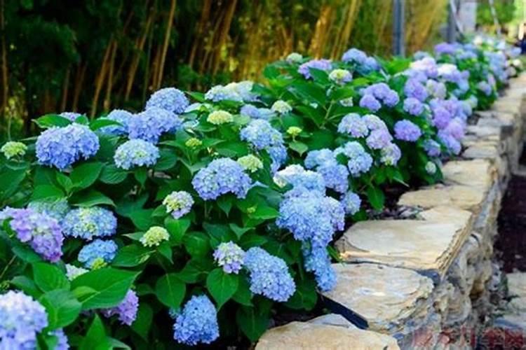 无尽夏用什么肥料