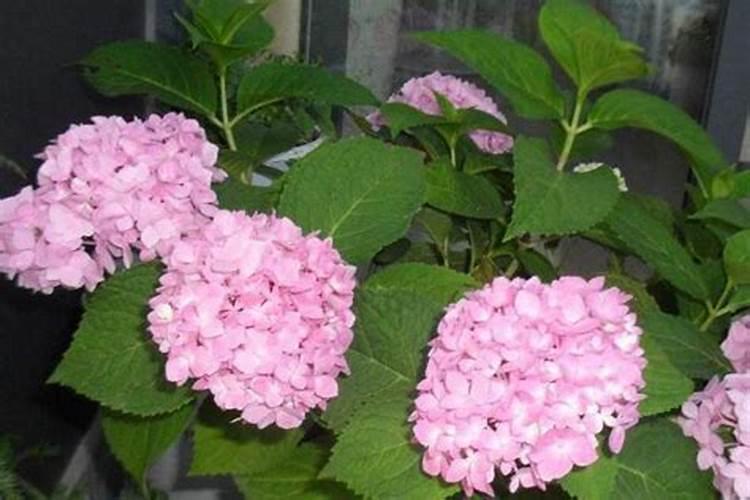 无尽夏绣球花施什么肥