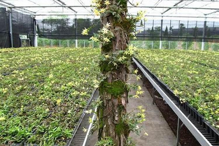 石斛掉叶是怎么回事