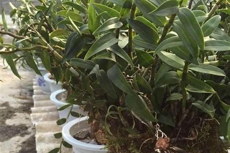 石斛掉叶是怎么回事