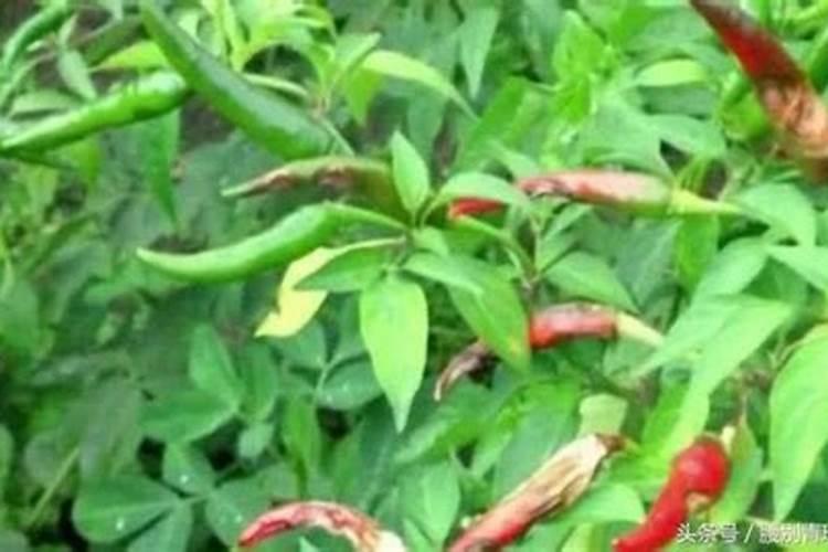 朝天椒用什么肥料做底肥
