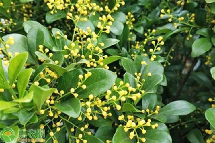 花用酸性肥料有哪些