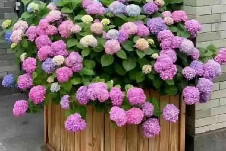 哪些花喜欢酸性肥