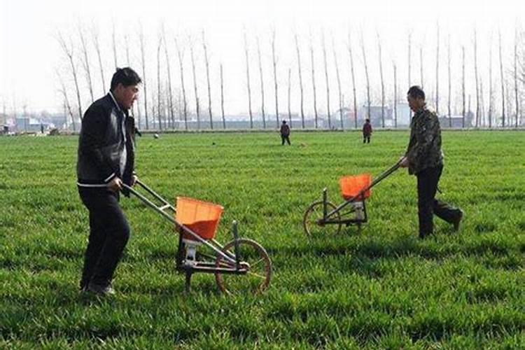 小麦种植水肥一体怎么施肥