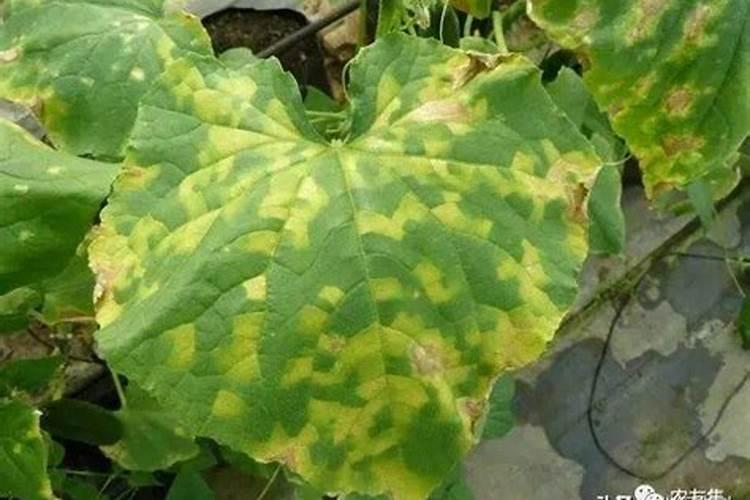 小白圆粒的化肥是什么肥？