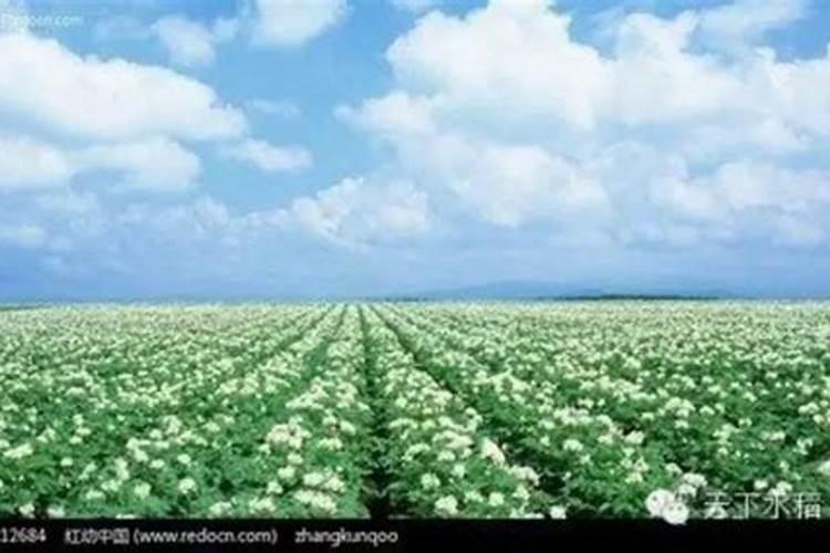 阳台种小香葱水肥管理技巧