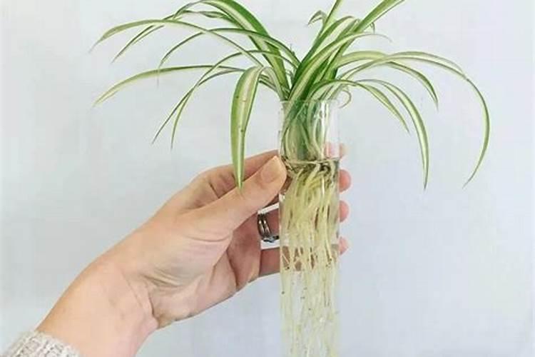 花椒树施什么肥