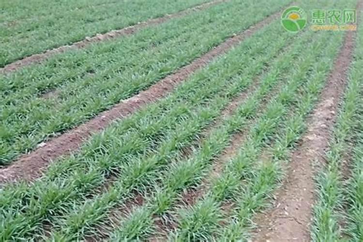 小麦追肥用硝酸磷好吗 什么时候使用效果好