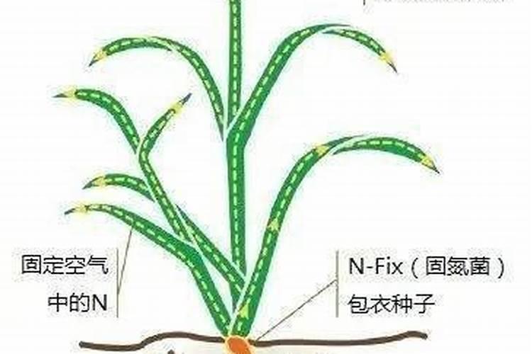 施肥多次为什么越不好知网？