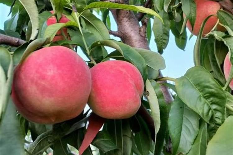 莒县种桃子的地方在哪